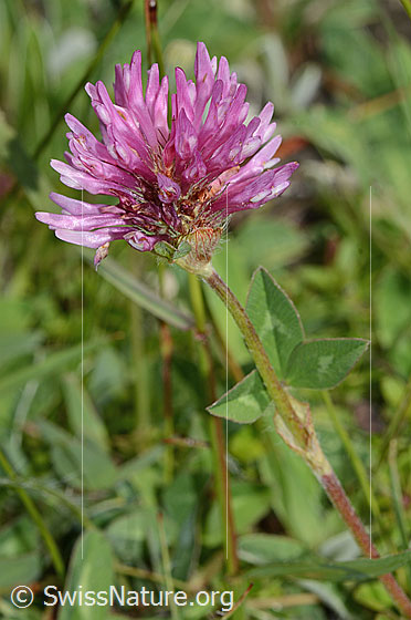 Foto: Rot-Klee (Trifolium pratense). Blüten und Stängel Ansicht von der Seite.
