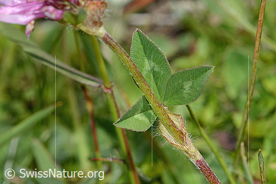 Foto: Rot-Klee (Trifolium pratense). Stängel und Blätter.