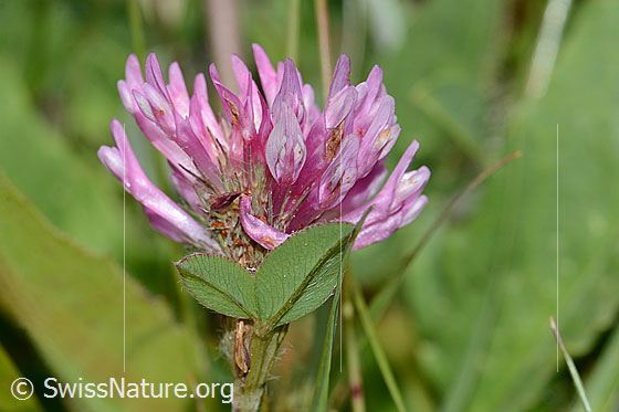 Foto: Rot-Klee (Trifolium pratense). Blüten und Blattunterseite.