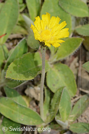 Langhaariges Habichtskraut (Hieracium pilosella)