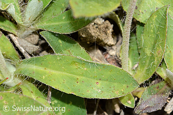 Foto: Wahrscheinlich Langhaariges Habichtskraut (Hieracium pilosella). Blattoberseite.