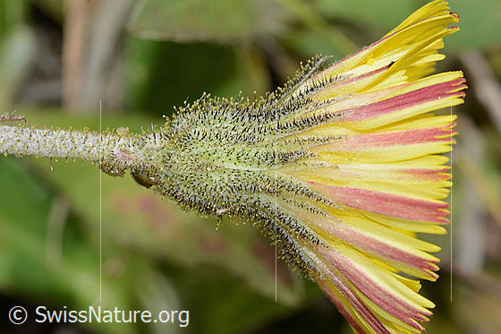 Foto: Wahrscheinlich Langhaariges Habichtskraut (Hieracium pilosella). Blüte. Ansicht von der Seite.