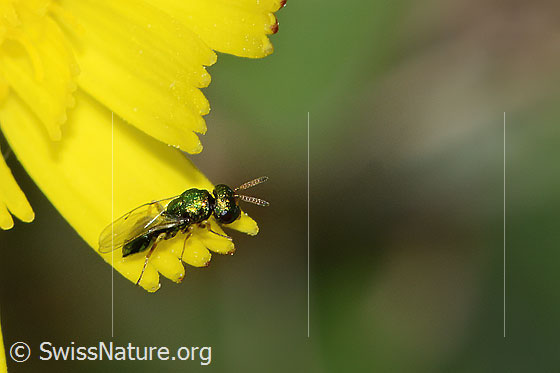 Photo: Chalcid wasp from the family Pteromalidae on a flower. Length 3mm. View from diagonally above.