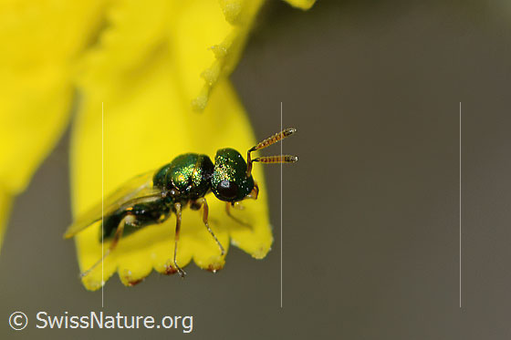Erzwespe aus der Familie Pteromalidae auf Blume