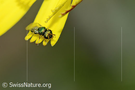 Photo: Chalcid wasp from the family Pteromalidae on a flower. Length 3mm. View diagonally from the front.
