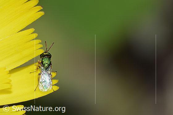 Photo: Chalcid wasp from the family Pteromalidae on a flower. Length 3mm. View from above.