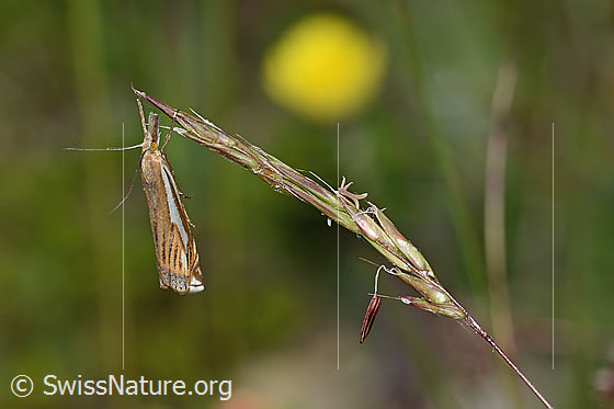 Foto: Wahrscheinlich Crambus lathoniellus (Rüsselzünsler). Der Rüsselzünsler hängt an der Ähre eines Grases. Ansicht von der Seite.