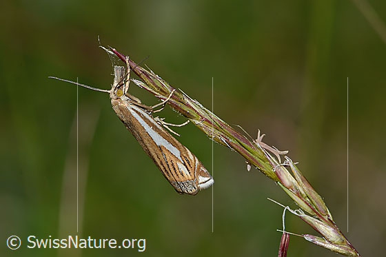Foto: Wahrscheinlich Crambus lathoniellus (Rüsselzünsler). Der Rüsselzünsler hängt an der Ähre eines Grases. Ansicht von der Seite.