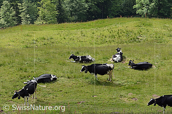 Foto: Hausrinder (Bos taurus) auf Alpweide.