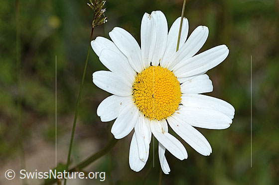 Photo: Leucanthemum vulgare. Blossom.