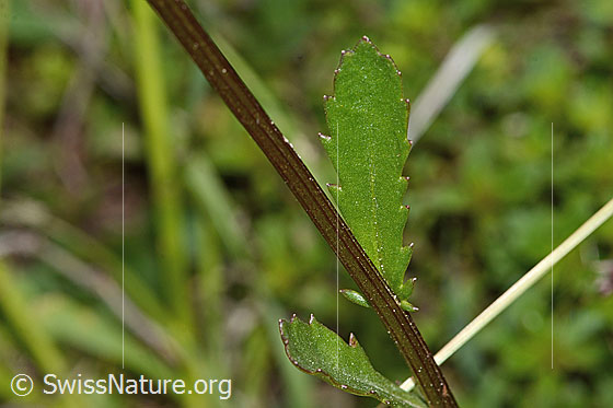 Photo: Leucanthemum vulgare. Stem and stem leaves.