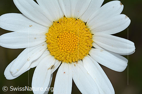 Foto: Gewöhnliche Wiesen-Margerite (Leucanthemum vulgare). Blüte.
