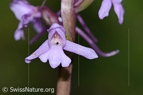 Photo: Gymnadenia conopsea. Blossom.