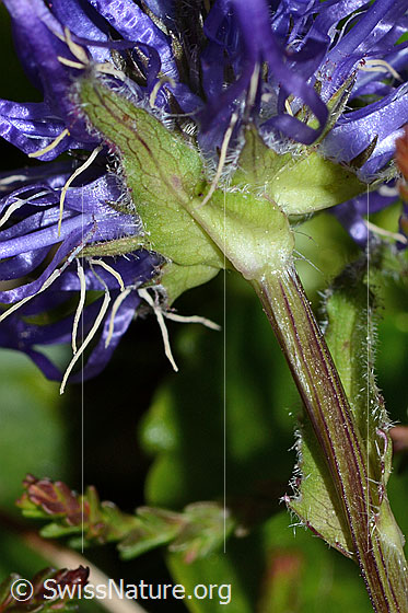 Photo: Phyteuma orbiculare. Stem and bracts.