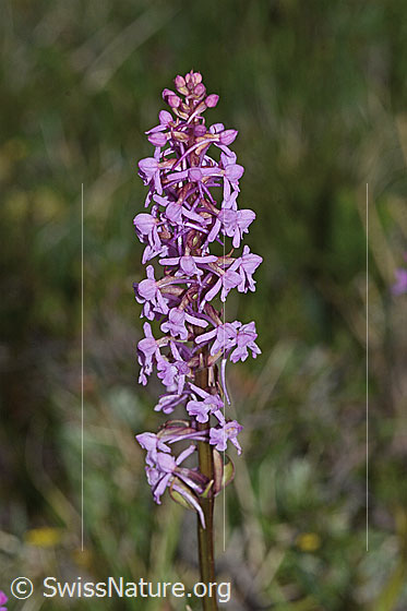 Photo: Gymnadenia conopsea. Inflorescence and stem.
