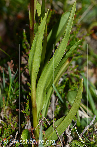 Photo: Probably Gymnadenia conopsea. Stem and leaves.