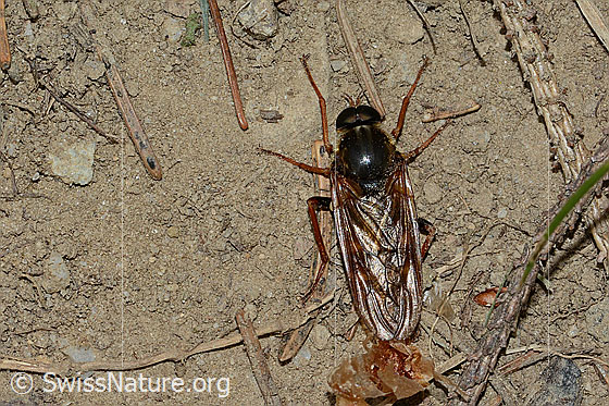 Foto: Coenomyia ferruginea (Stinkfliege). Länge 17mm. Männchen. Ansicht von oben.