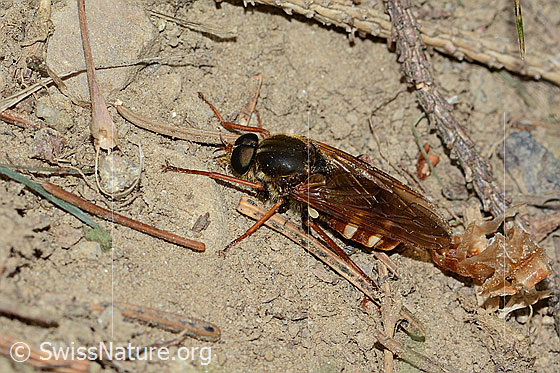 Photo: Coenomyia ferruginea. Length 17mm. Male. View from diagonally above.