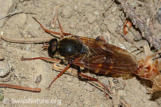 Foto: Coenomyia ferruginea (Stinkfliege). Länge 17mm. Männchen. Ansicht von oben.
