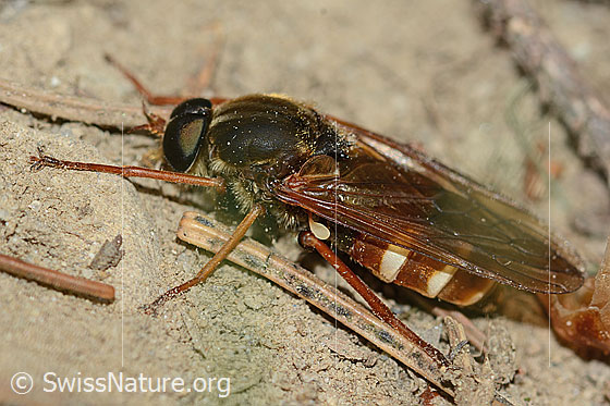 Foto: Coenomyia ferruginea (Stinkfliege). Länge 17mm. Männchen. Ansicht von der Seite.