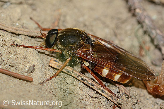 Foto: Coenomyia ferruginea (Stinkfliege). Länge 17mm. Männchen. Ansicht von der Seite.