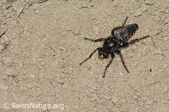 Photo: Cyrtopogon maculipennis. Length 14mm. Female. View from diagonally above.