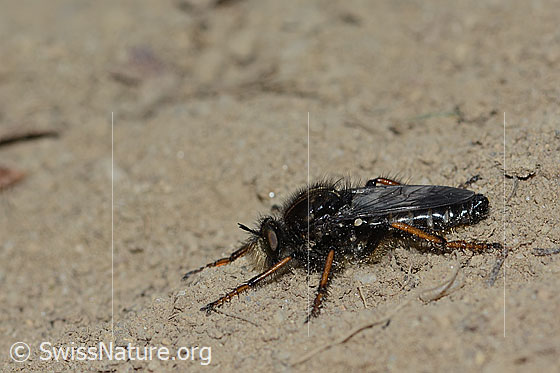 Gefleckte Makelfliege (Cyrtopogon maculipennis)