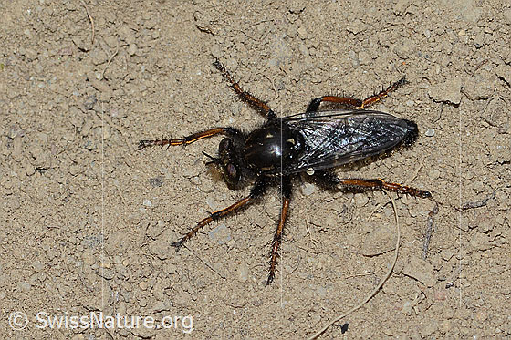 Photo: Cyrtopogon maculipennis. Length 14mm. Female. View from above.
