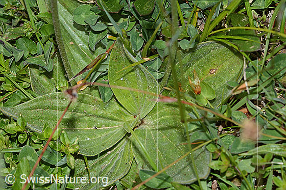 Photo: Plantago media. Leaf rosette.
