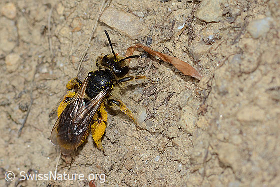 Foto: Gewöhnliche Dörnchensandbiene (Andrena humilis). Länge 10mm. Weibchen. Ansicht von oben. Möglicherweise klammern sich Ölkäferlarven an der Biene fest und wollen in die Brut transportiert werden. Ev. anderer Parasit an Antenne und Hinterleib.