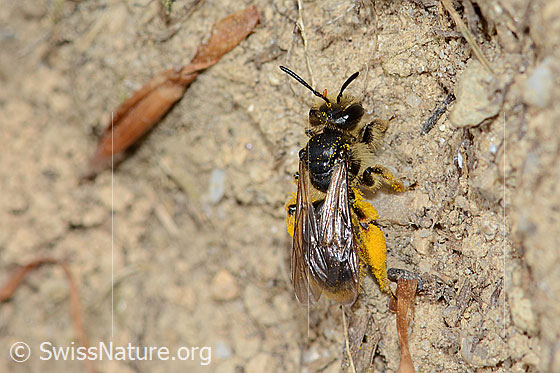 Foto: Gewöhnliche Dörnchensandbiene (Andrena humilis). Länge 10mm. Weibchen. Ansicht von schräg oben.