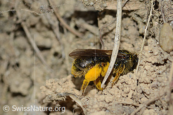 Photo: Andrena humilis. Length 10mm. Female. View from the side. Die Biene schlüpt in ihre Bruthöle.