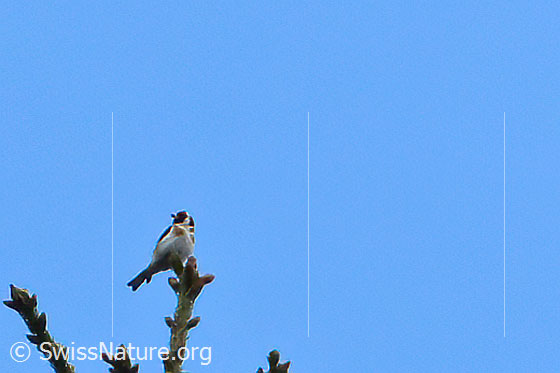 Photo: Carduelis carduelis.