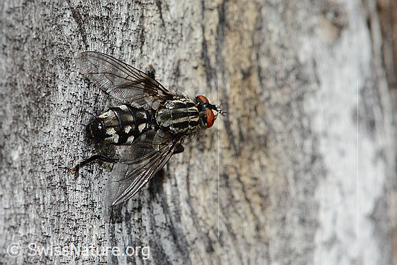 Foto: Wahrscheinlich Graue Fleischfliege (Sarcophaga carnaria). Länge 14mm. Ansicht von oben.