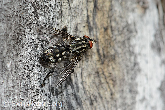 Photo: Probably Sarcophaga carnaria. Length 14mm. View diagonally from behind.