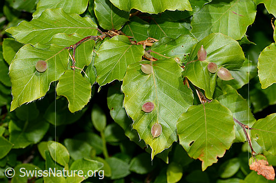 Photo: Plant galls of the Mikiola fagi on Fagus sylvatica. Length 8mm. Several leaves with galls.