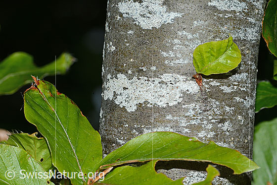 Foto: Rotbuche (Fagus sylvatica). Baumstamm und Blätter.