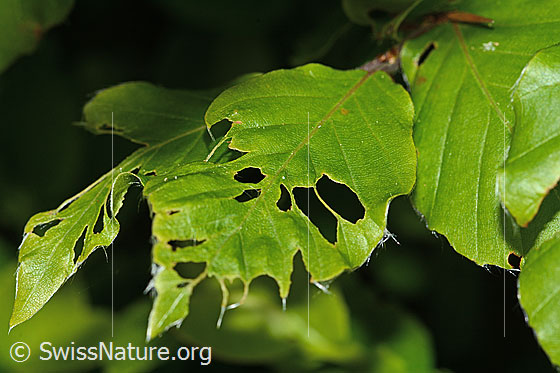 Photo: Probably feeding traces of the Orchestes fagi on a  leaf of Fagus sylvatica.