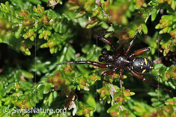 Asagena phalerata (Kugelspinnen)
