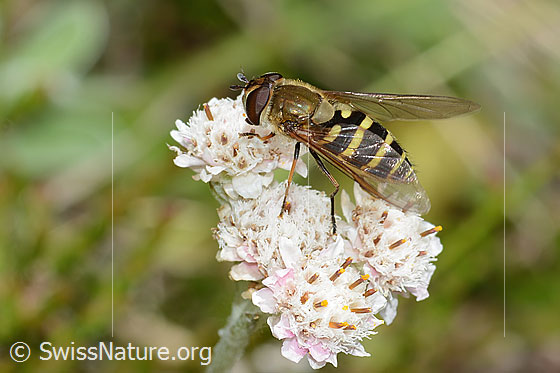 Foto: Behaarte Schwebfliege (Syrphus torvus) auf Gemeinem Katzenpfötchen (Antennaria dioica). Länge 12mm. Weibchen. Ansicht von schräg oben.