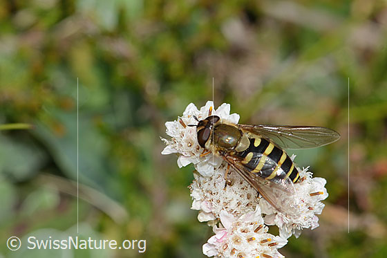 Photo: Syrphus torvus on Antennaria dioica. Length 12mm. Female. View from above.