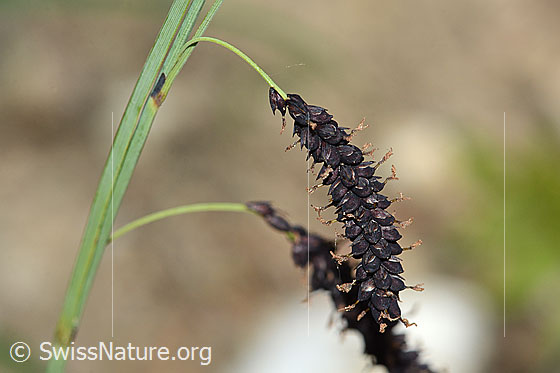 Photo: Carex flacca. Ear.