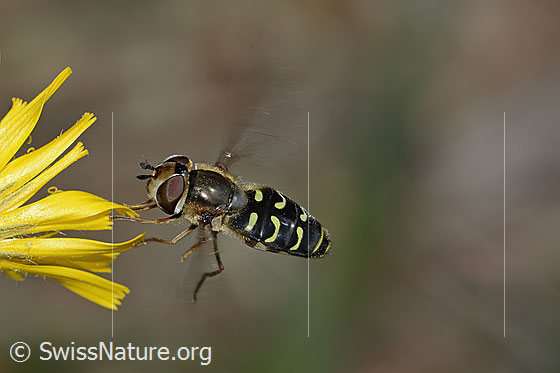 Photo: Eupeodes luniger on flower. Length 9 - 12mm. Female. In flight. View from diagonally above.