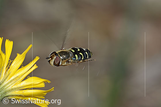Photo: Eupeodes luniger on flower. Length 9 - 12mm. Female. In flight. View diagonally from the front.