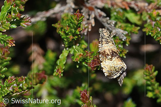 Gewellter Waldrandwickler (Orthotaenia undulana)