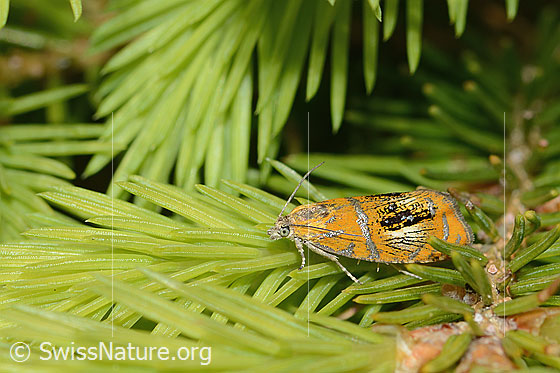 Foto: Prachtwickler (Olethreutes arcuella) auf Nadelbaum. Ansicht von der Seite.
