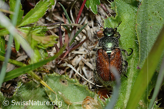Photo: Phyllopertha horticola. Length 8.5 - 11mm. View from above.