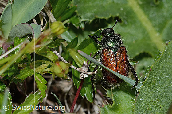Foto: Gartenlaubkäfer (Phyllopertha horticola). Länge 8.5 - 11mm. Ansicht von oben.