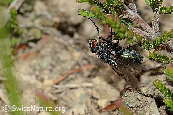 Photo: Bellardia viarum. Length 7 - 9mm. Female. View from the side.