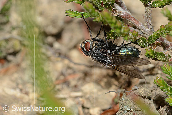 Photo: Bellardia viarum. Length 7 - 9mm. Female. View from the side.